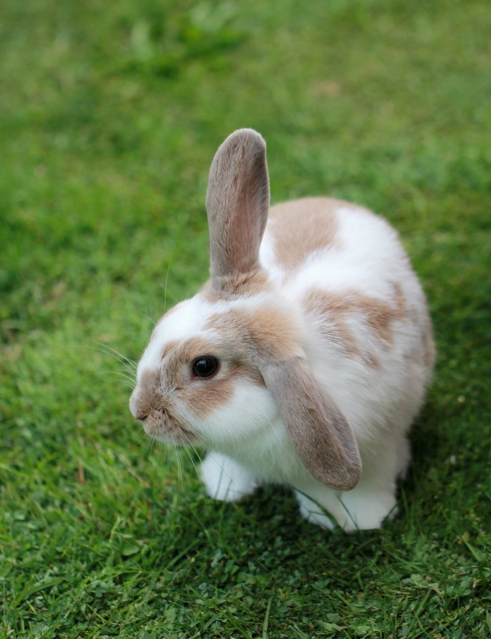 Más de 500 fotos de conejos [HD] | Descargar imágenes gratis