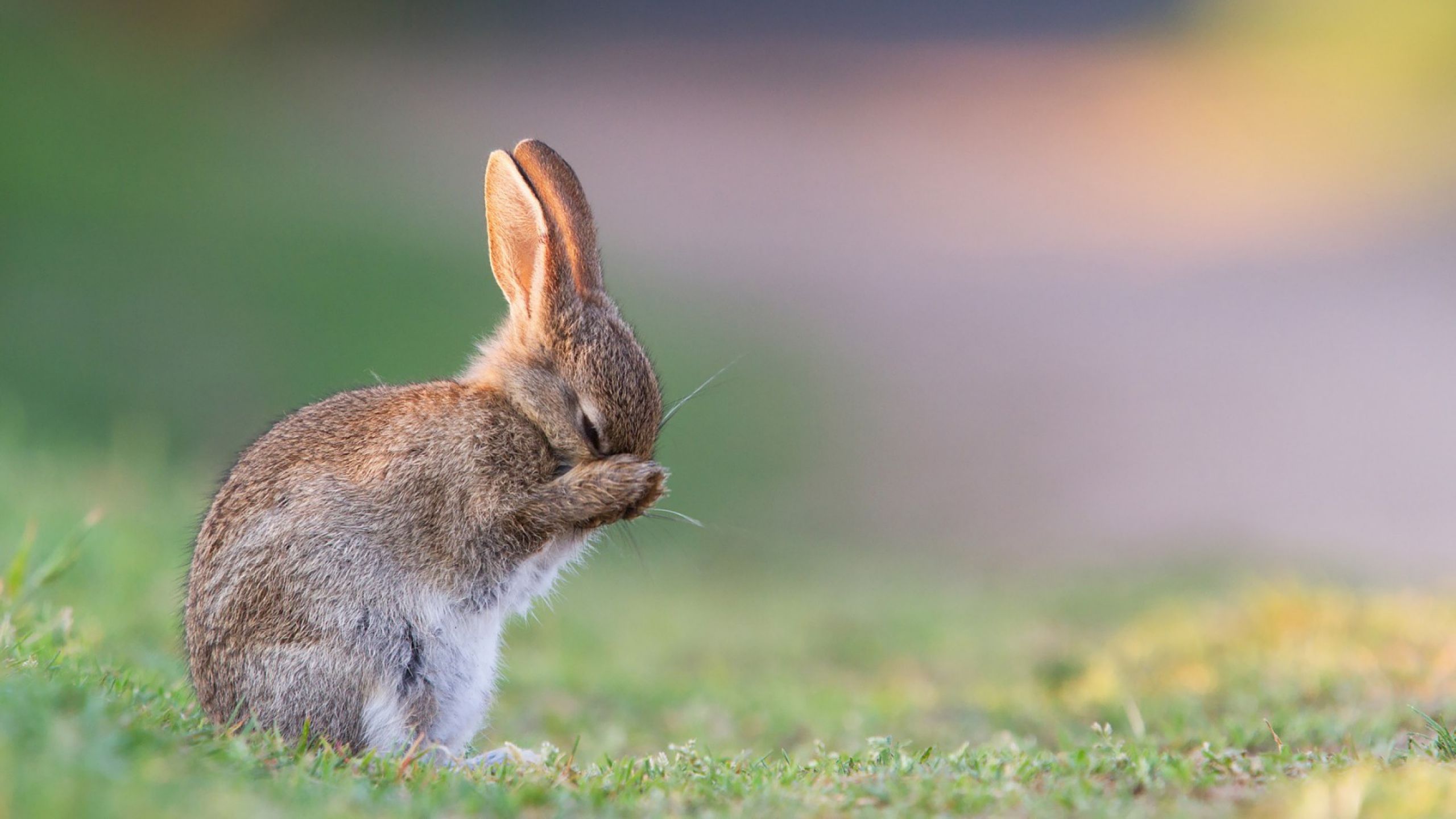 272 fondos de pantalla de Rabbit HD | Imágenes de fondo