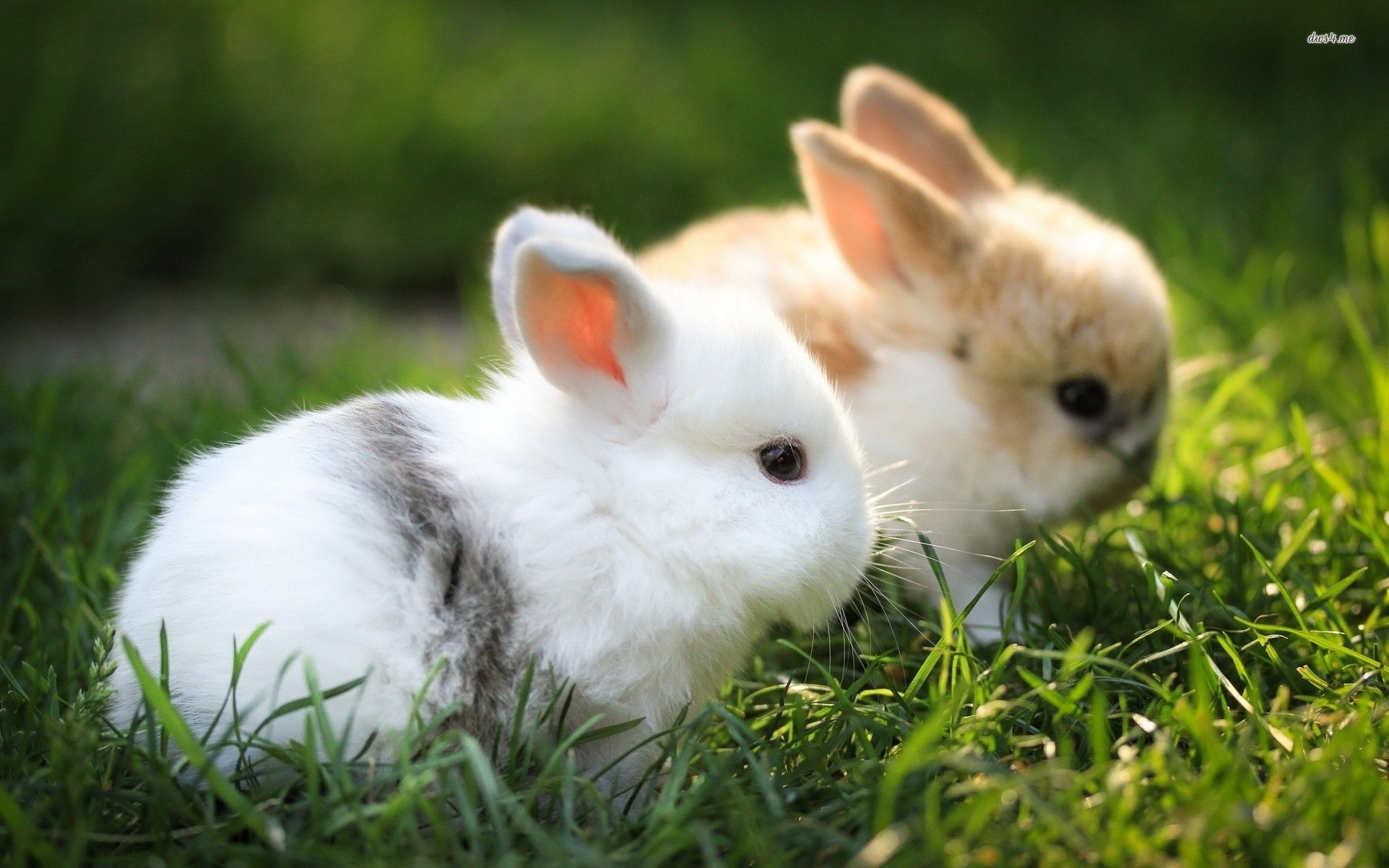 Más de 65 fondos de pantalla de White Rabbit