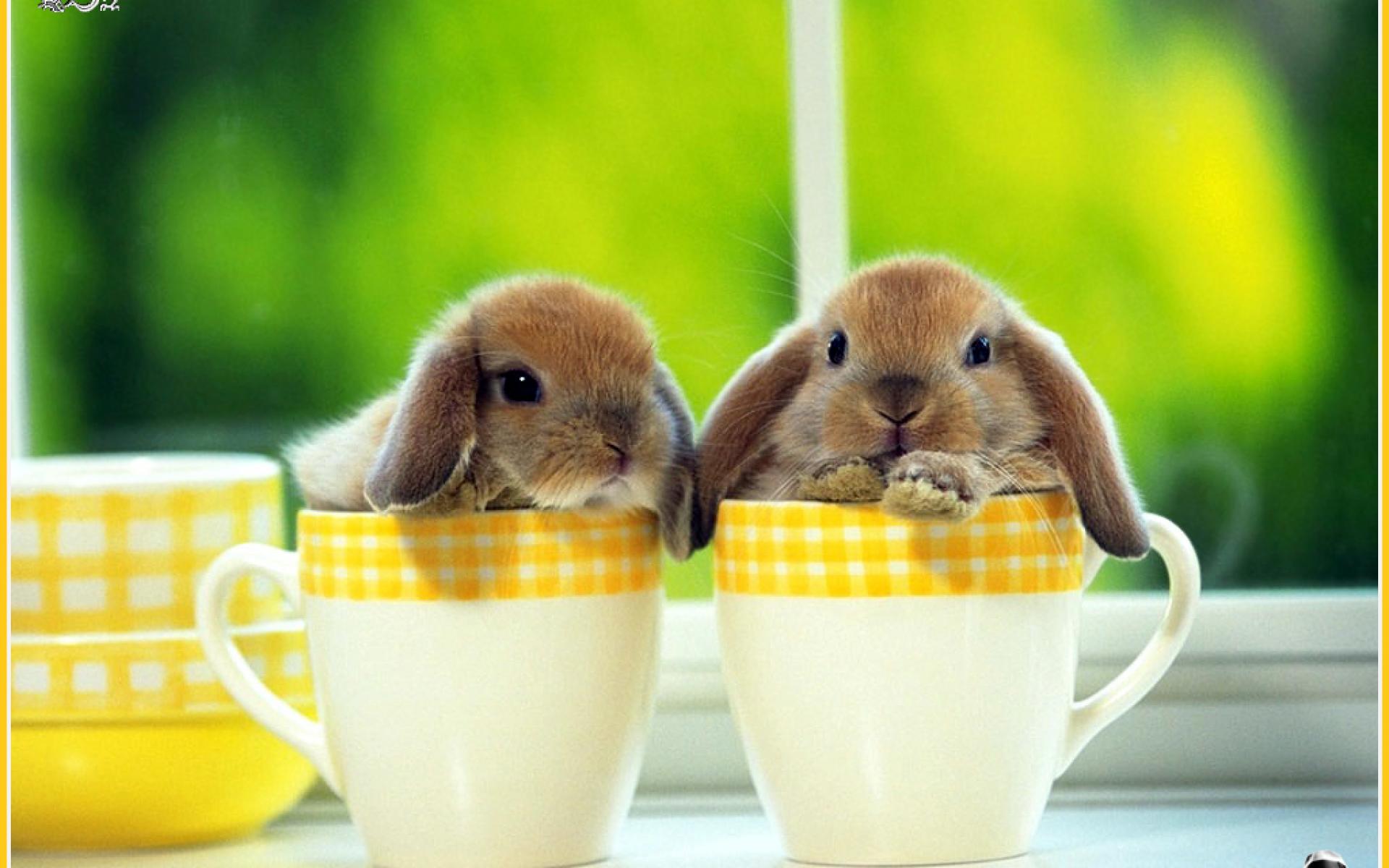 Rabbit Wallpapers