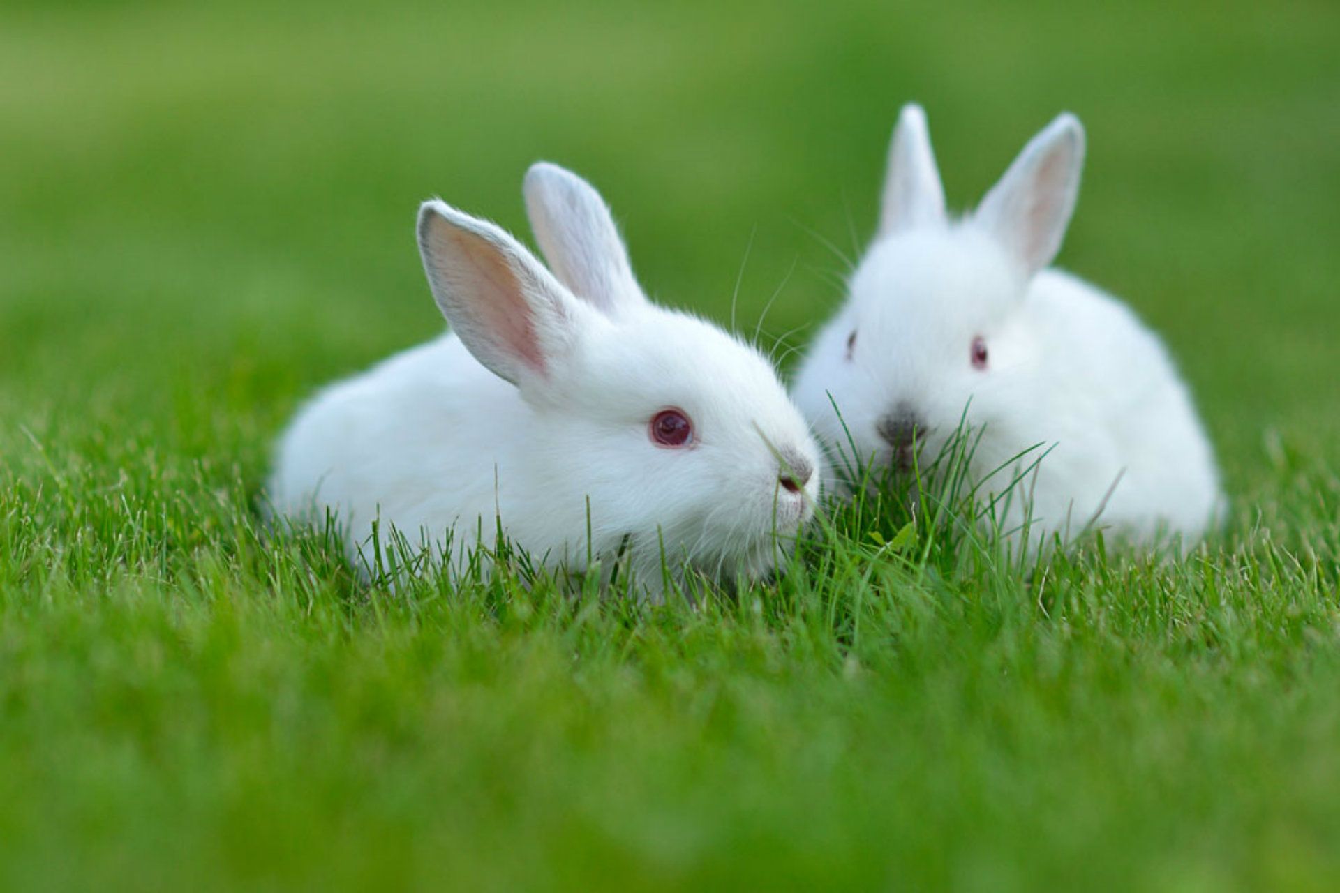 Más de 35 fondos de pantalla de Beautiful Rabbits - Descarga