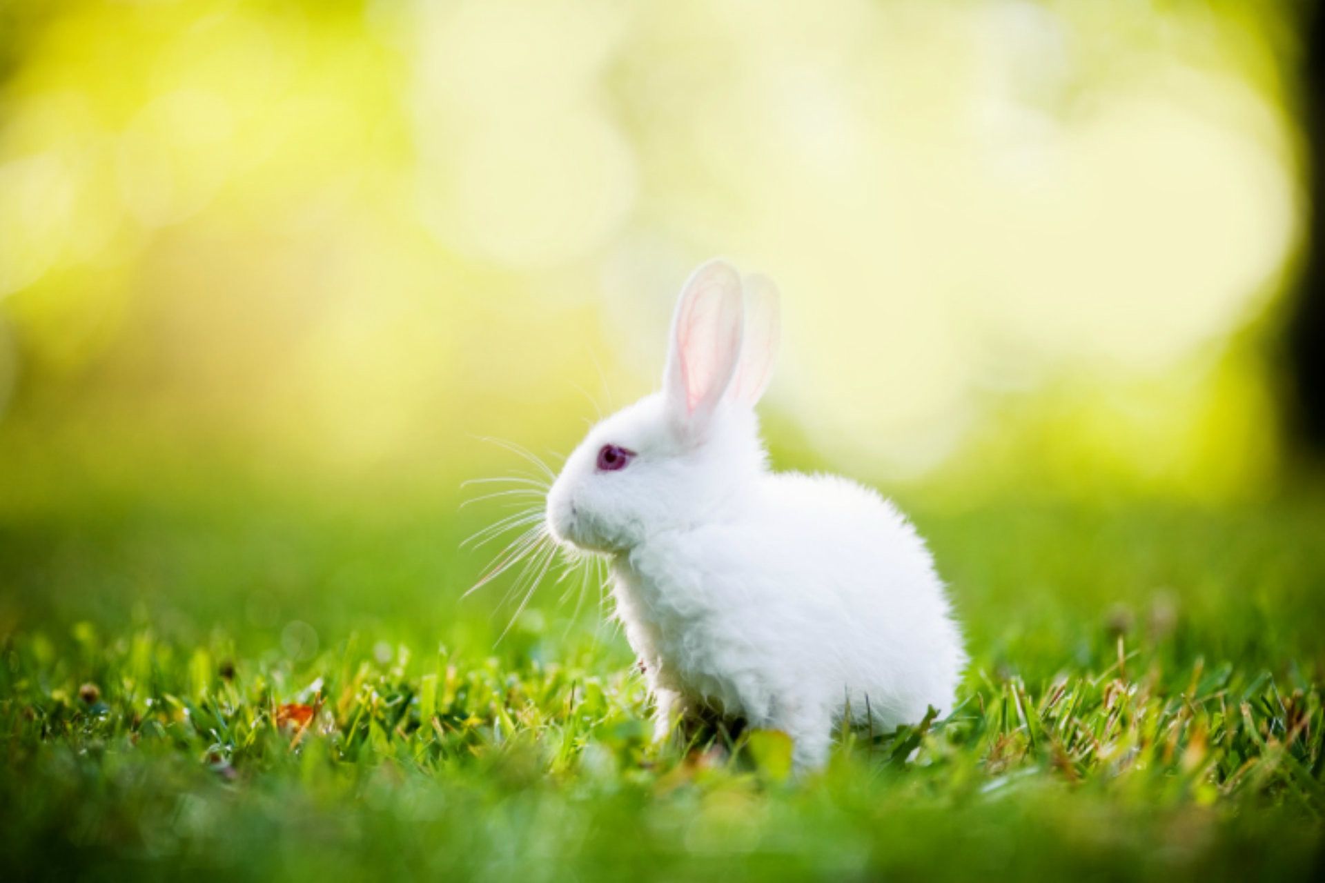 Más de 65 fondos de pantalla de White Rabbit