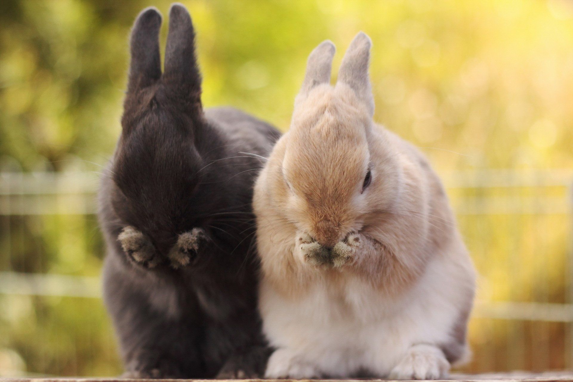 272 fondos de pantalla de Rabbit HD | Imágenes de fondo