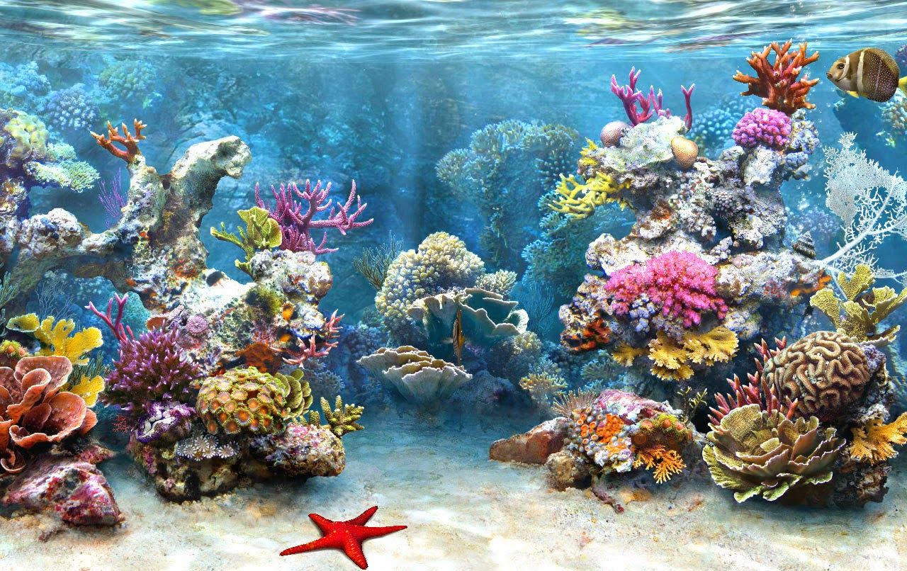 Fondo de pantalla de  1280x806