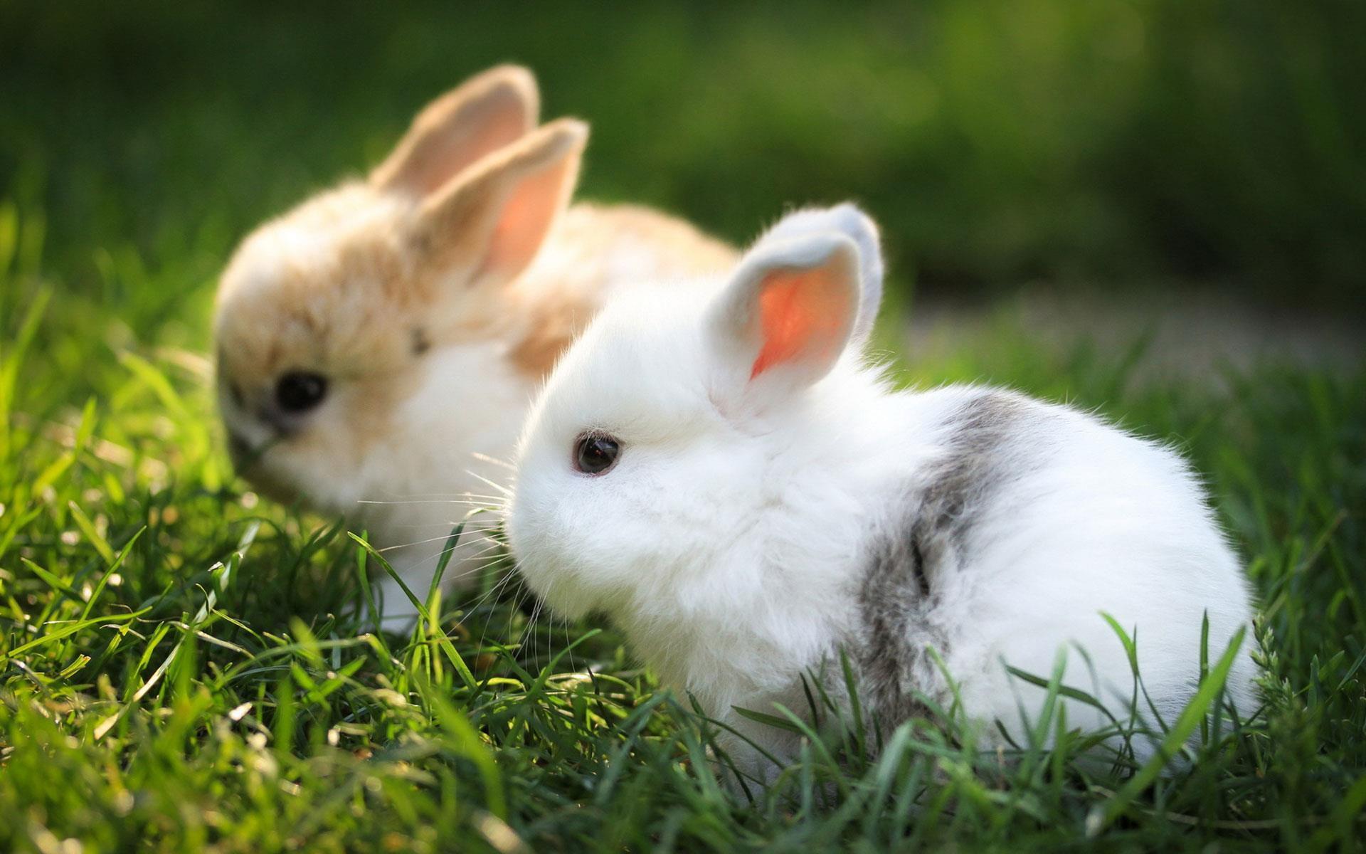 Rabbit Wallpapers para Android - APK Descargar
