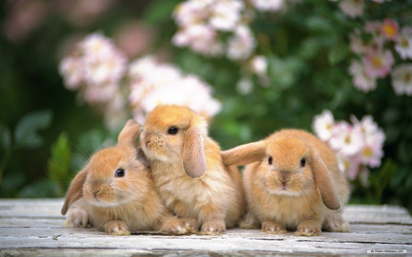 Rabbit Wallpapers For Desktop
