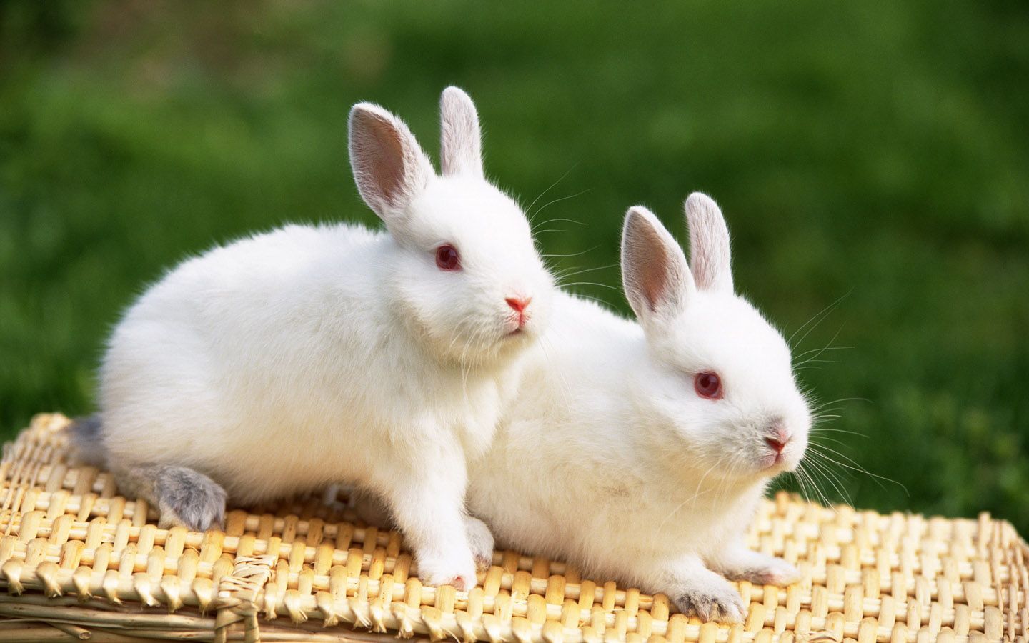 Top 33 fondos de pantalla de conejo hermoso y lindo en HD -