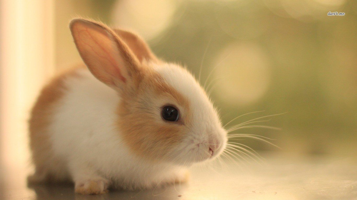 272 fondos de pantalla de Rabbit HD | Imágenes de fondo