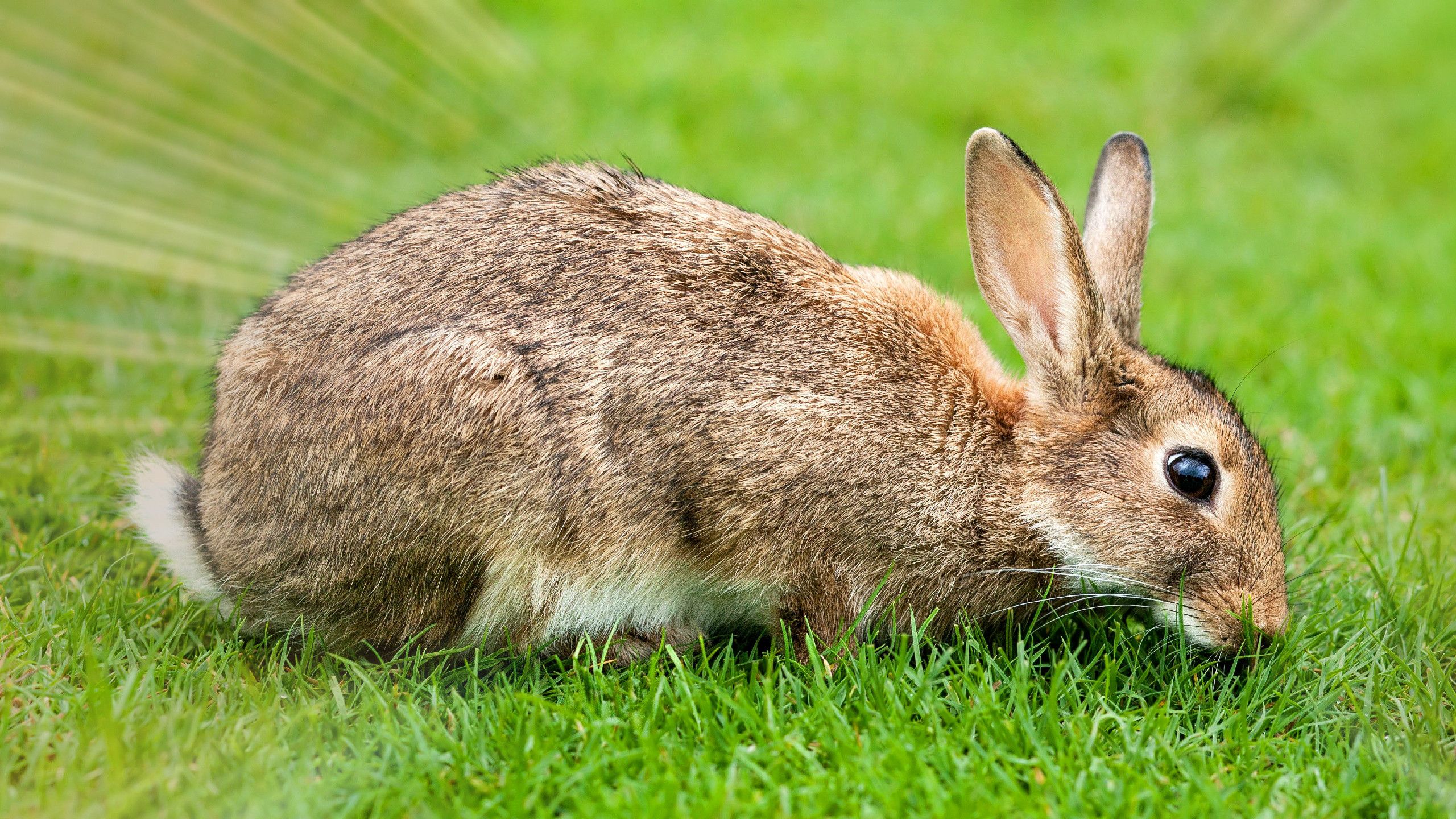 Rabbit Wallpapers - Barbaras HD Wallpapers