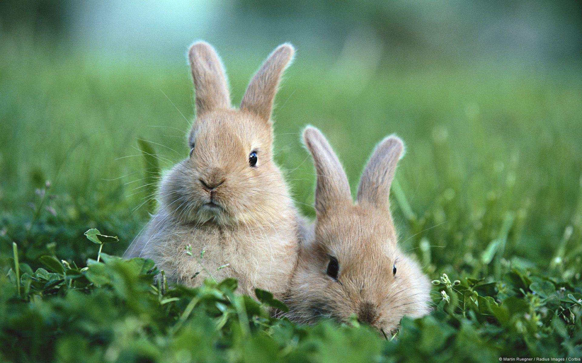 Baby Bunny Wallpapers - Cueva Wallpaper