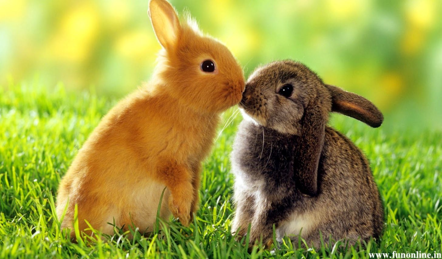 Descargar HD Rabbit Wallpapers gratis | Lista de fondos de pantalla