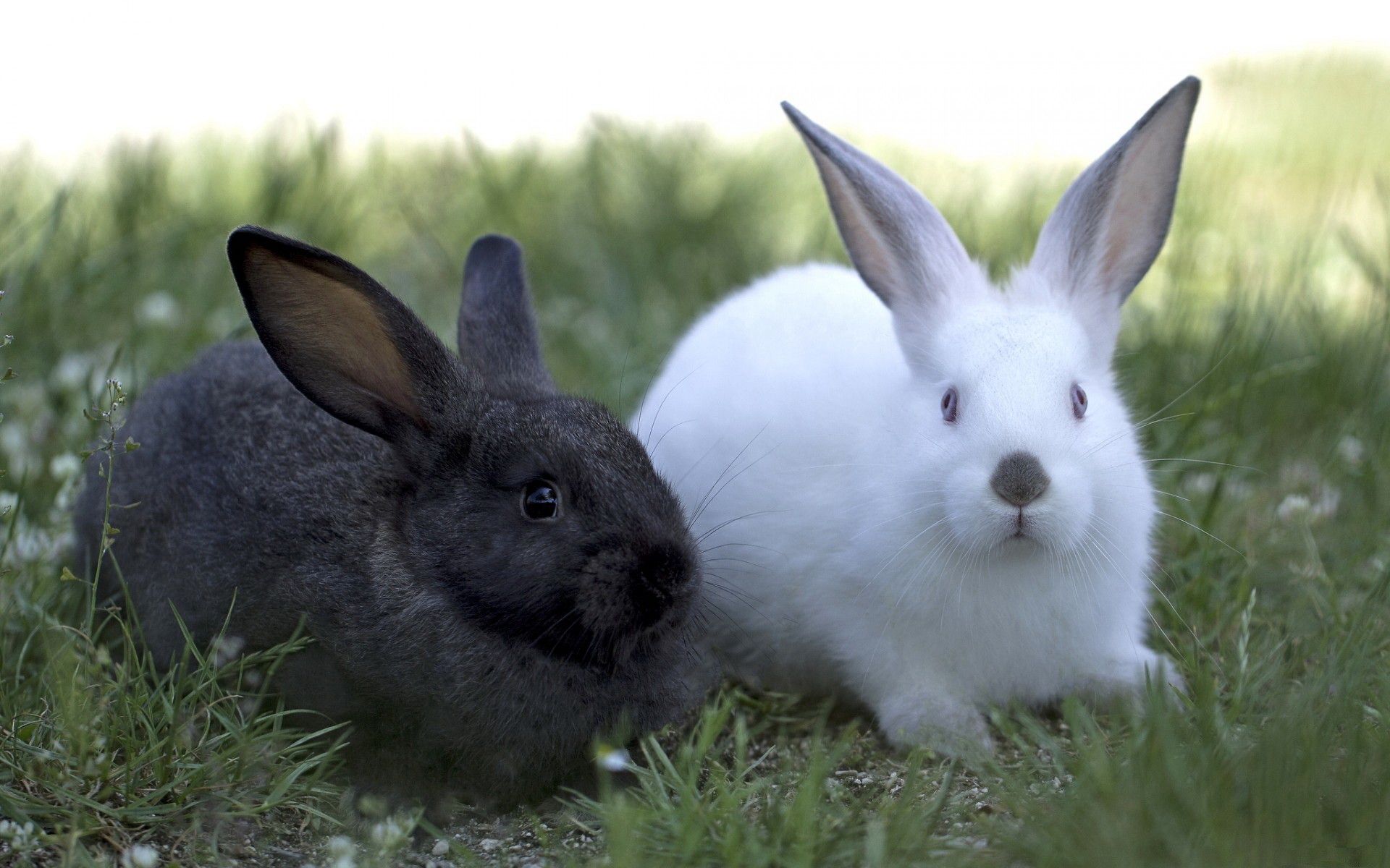Más de 65 fondos de pantalla de White Rabbit