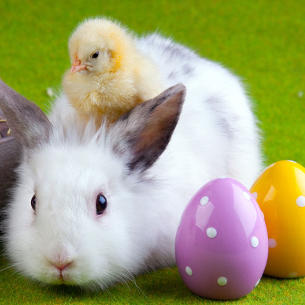 77+] Rabbit Wallpapers For Desktop