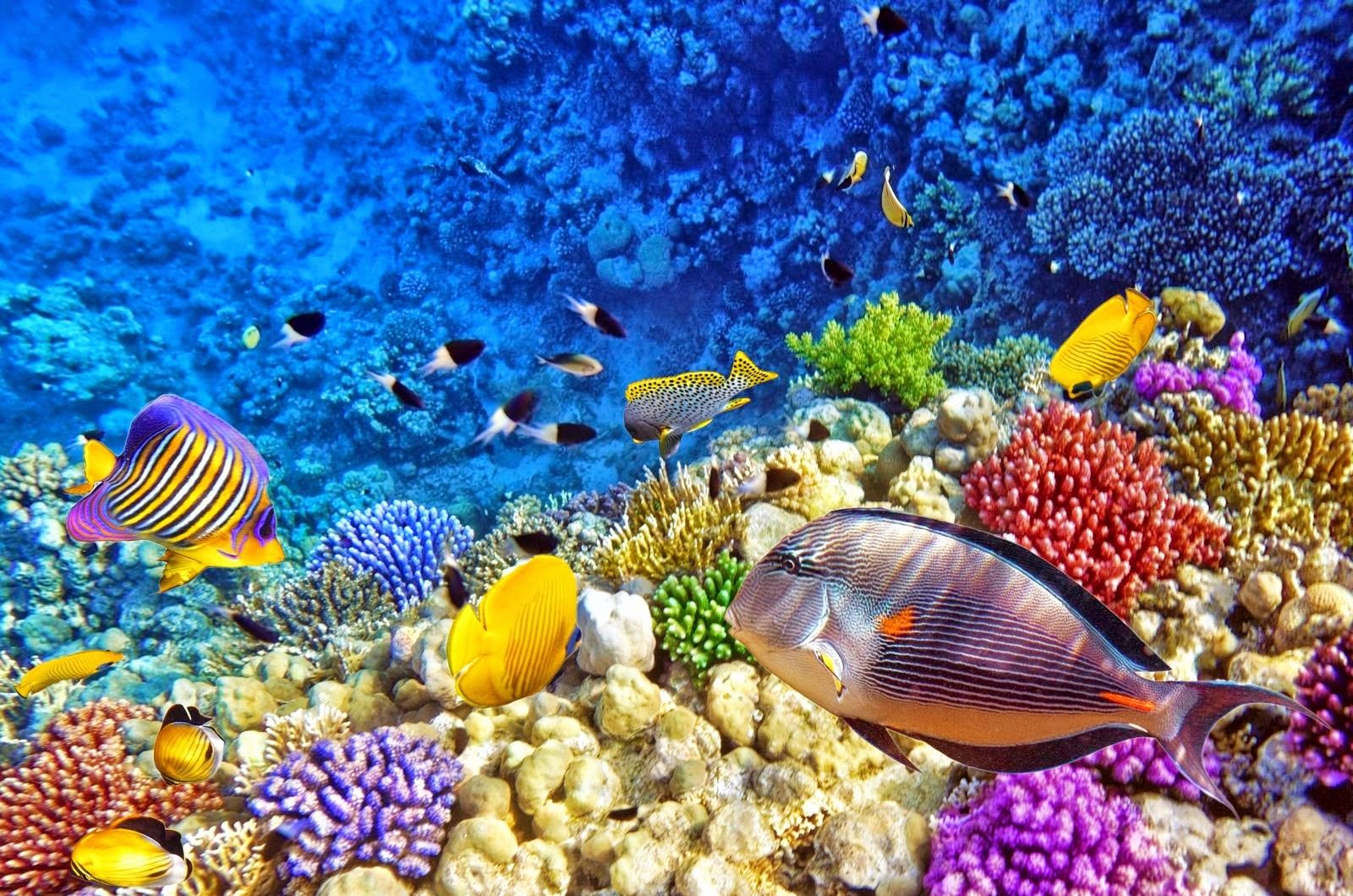 Fondo de pantalla de  1600x1060