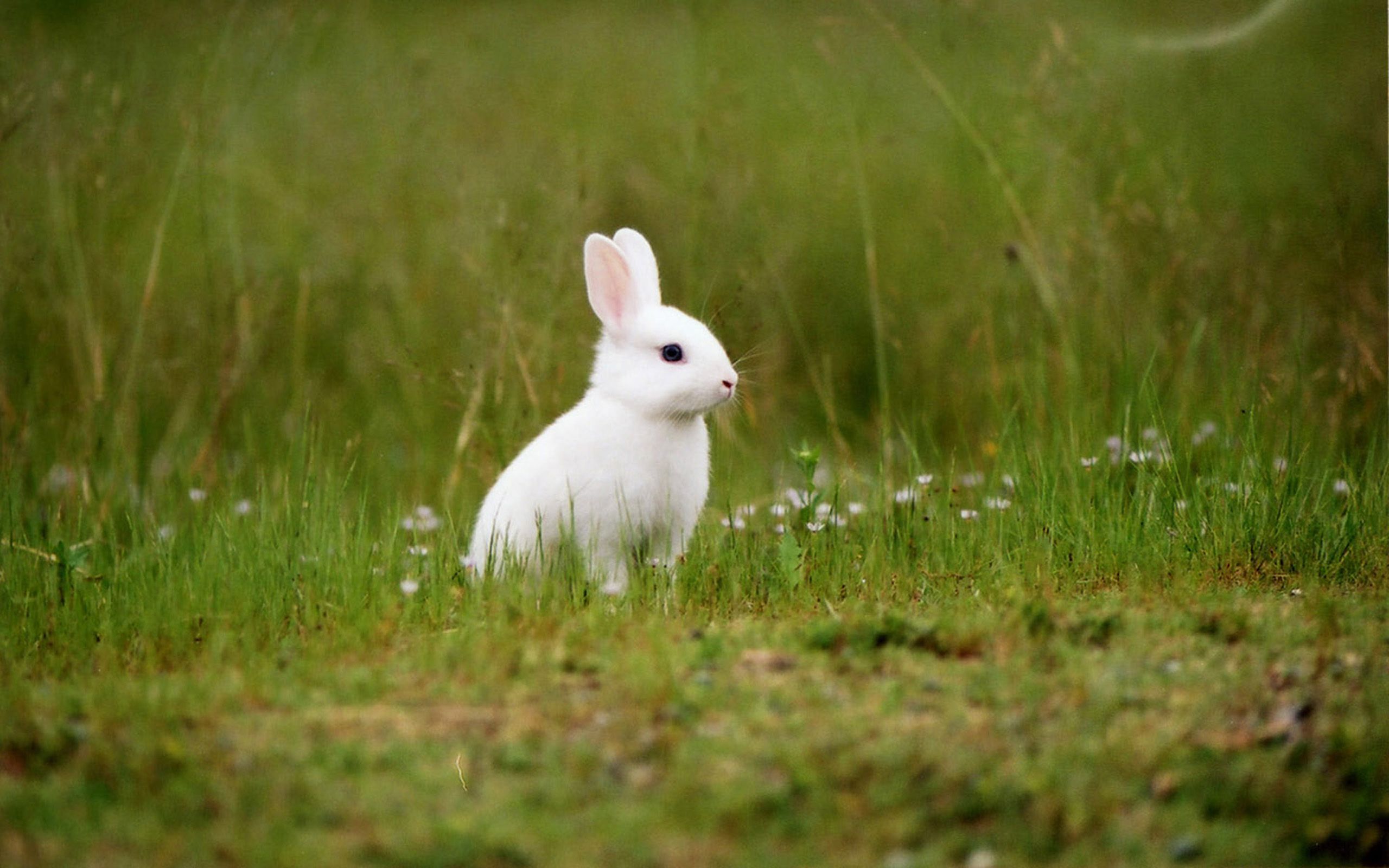 Más de 50 fondos de pantalla de Bunny Smartphone - Descarga