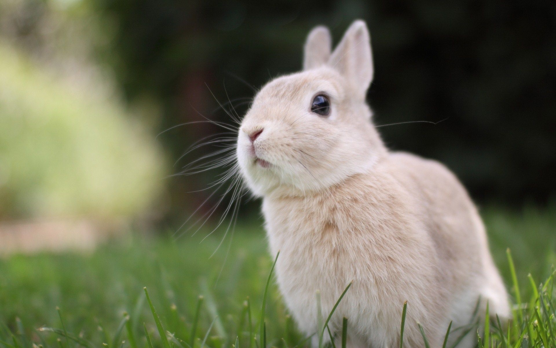 4K Rabbits Wallpapers de alta calidad | Descargar gratis