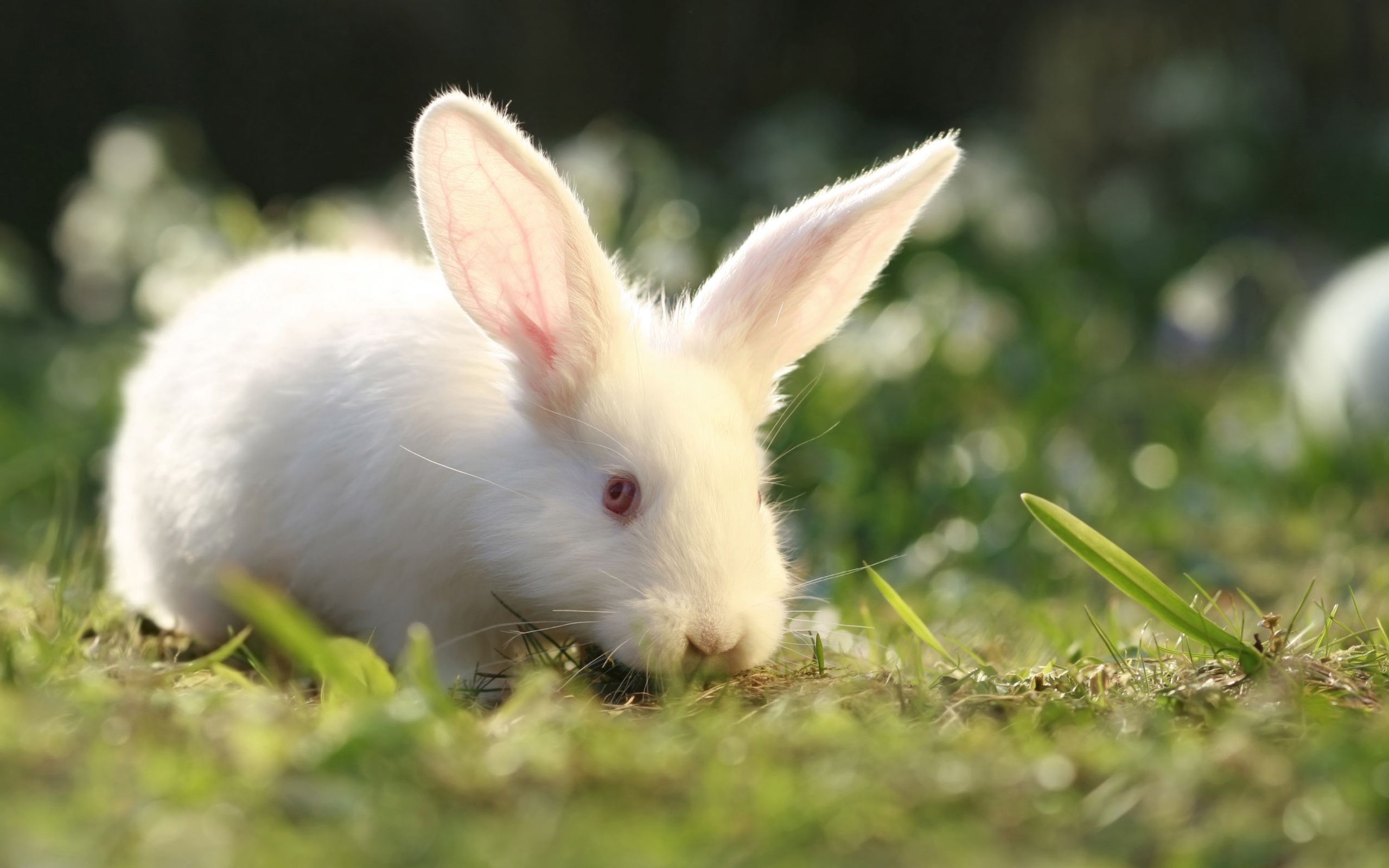 Fondos de conejo | Animales Wallpapers Gallery - PC