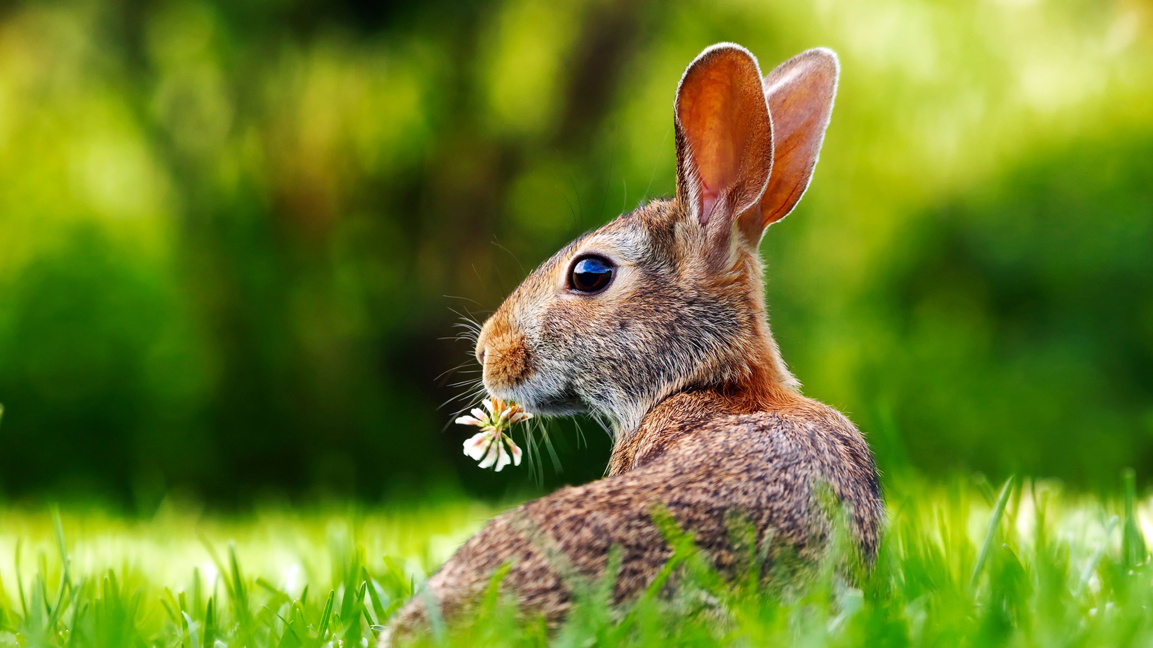 Rabbit Chromebook Wallpaper