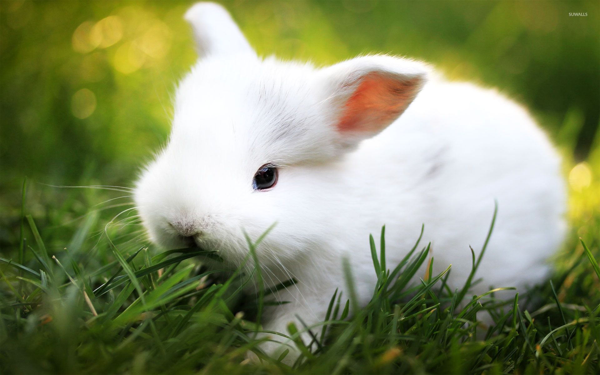 Más de 65 fondos de pantalla de White Rabbit