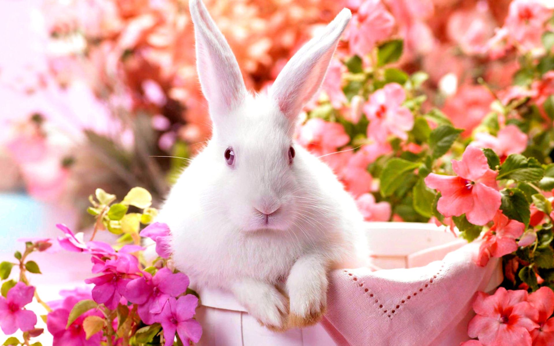 Rabbit Wallpaper HDWallpaperSets Rabbit HD Wallpapers Fondos