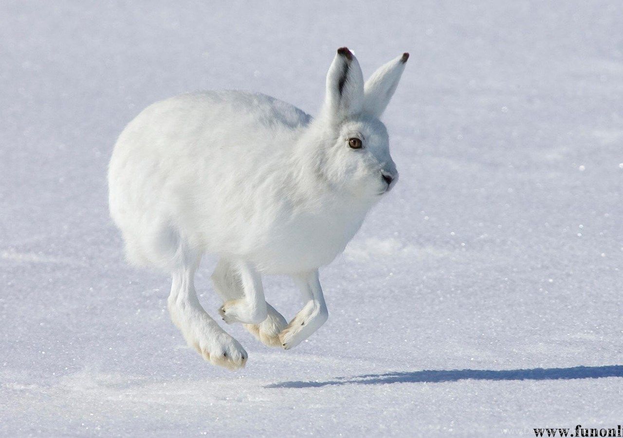 Rabbit Wallpapers, descargar gratis Cute Baby Rabbits HD Wallpapers 5
