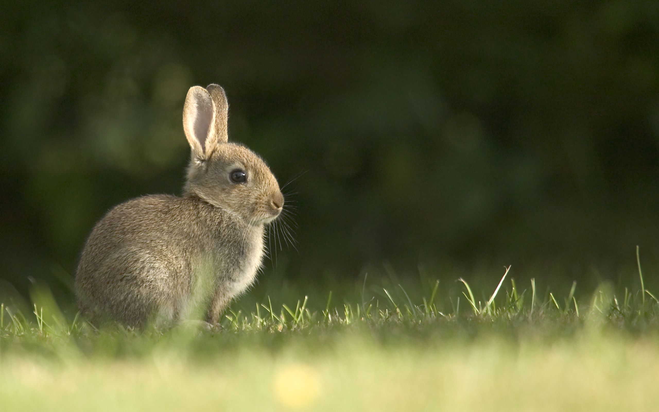 Rabbit Wallpaper (más de 45 imágenes)