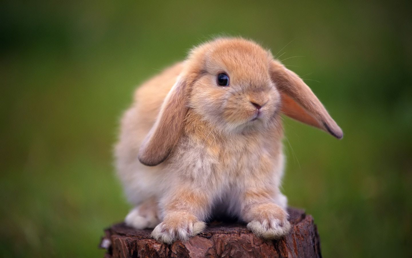 Rabbit Wallpaper 20 - 1440 X 900 | stmed.net