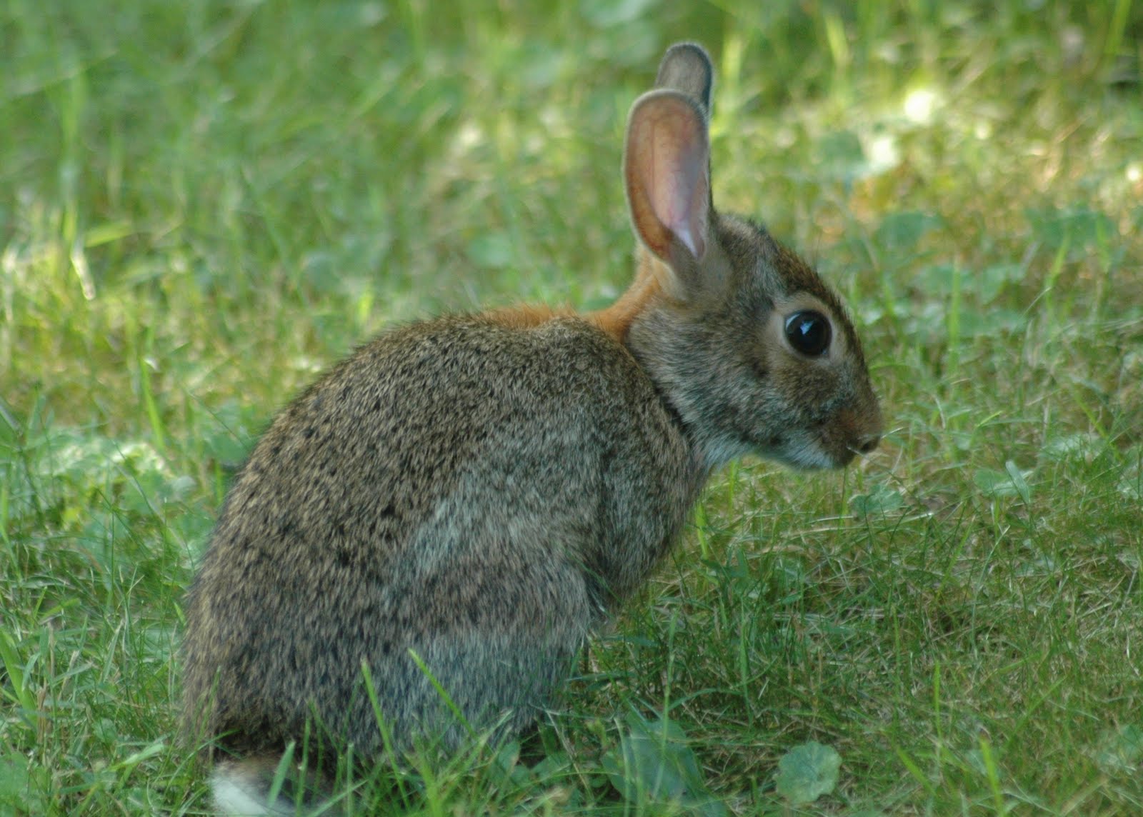 Buscando algunos Super Cute Bunny Rabbit Wallpapers - Wallpaper