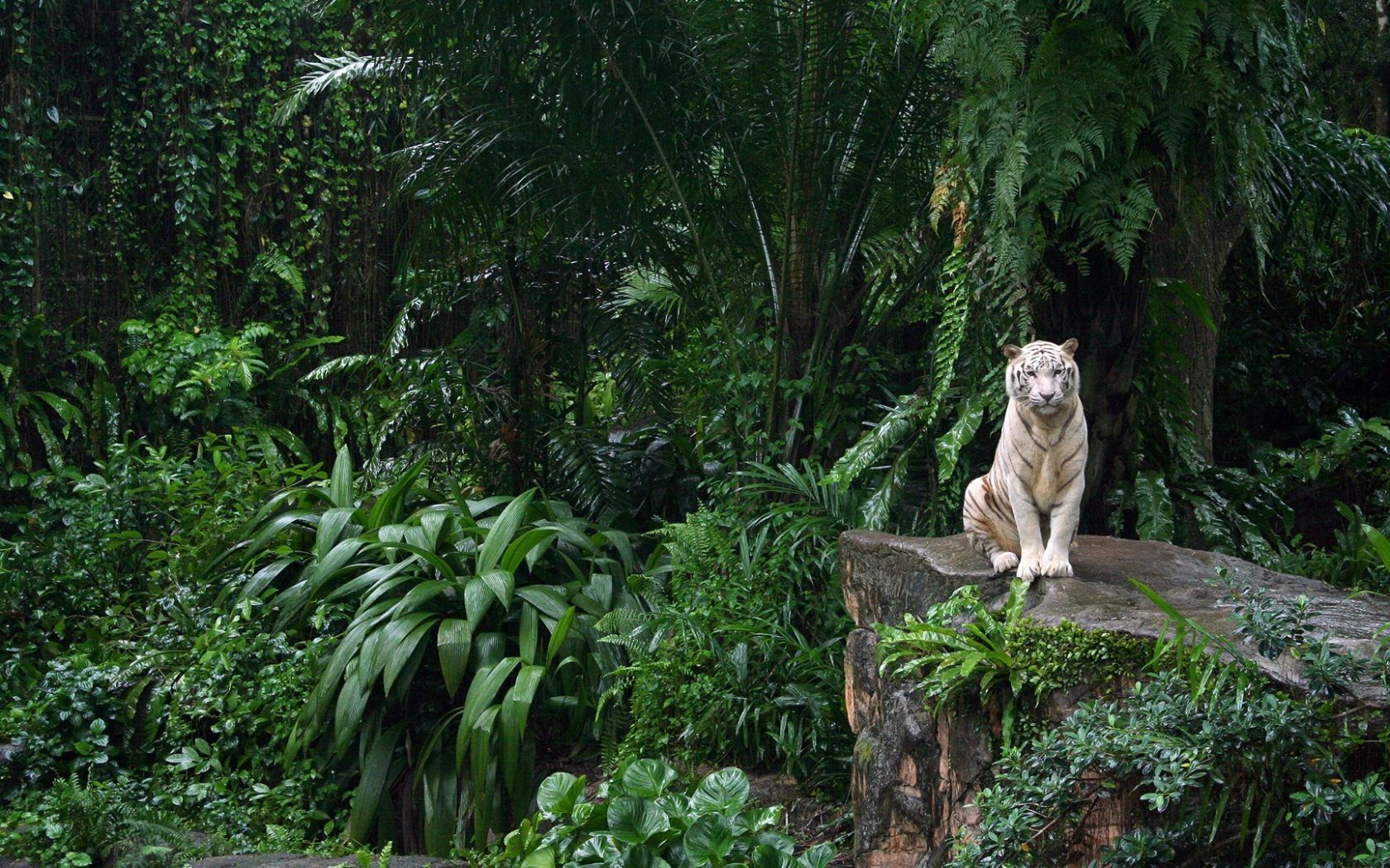 Fondo de pantalla de  1680x1050