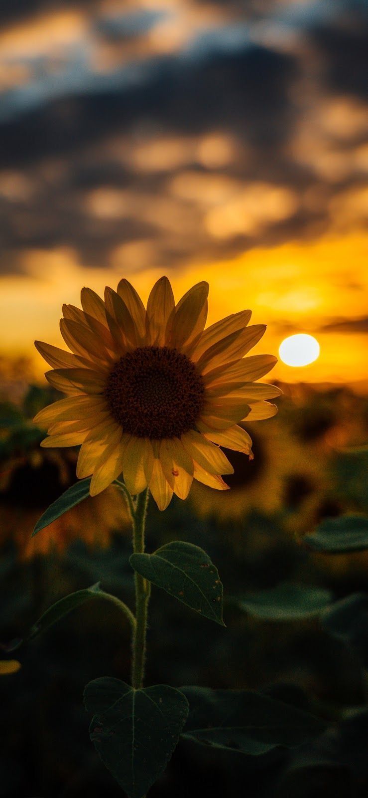 Fondo de pantalla   739x1600