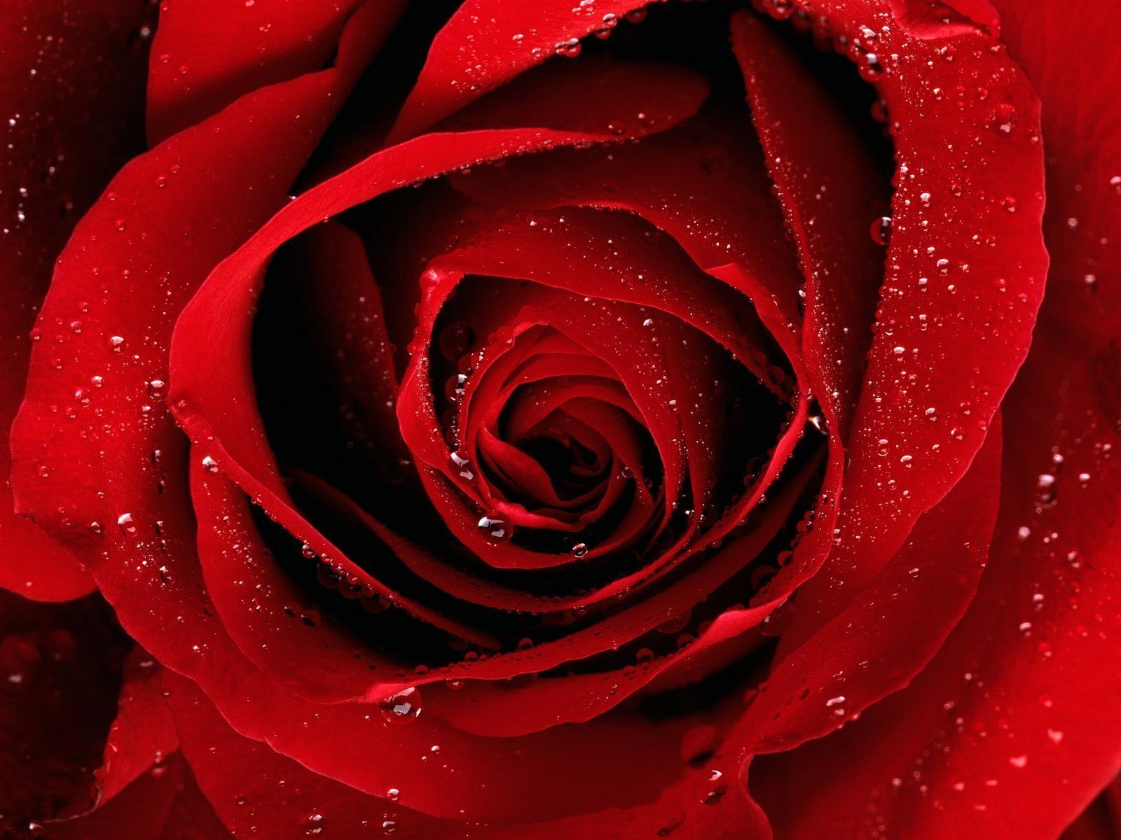 Fondo de pantalla de  1600x1200