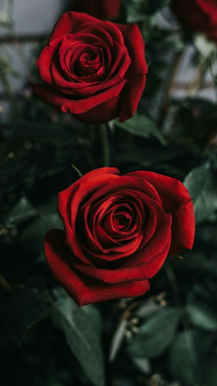 Fondo de pantalla de  720x1280