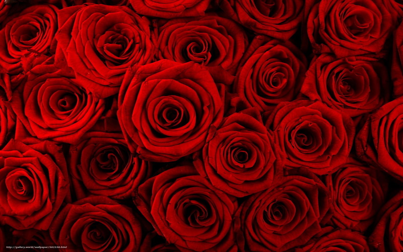 Fondo de pantalla de  1600x1000