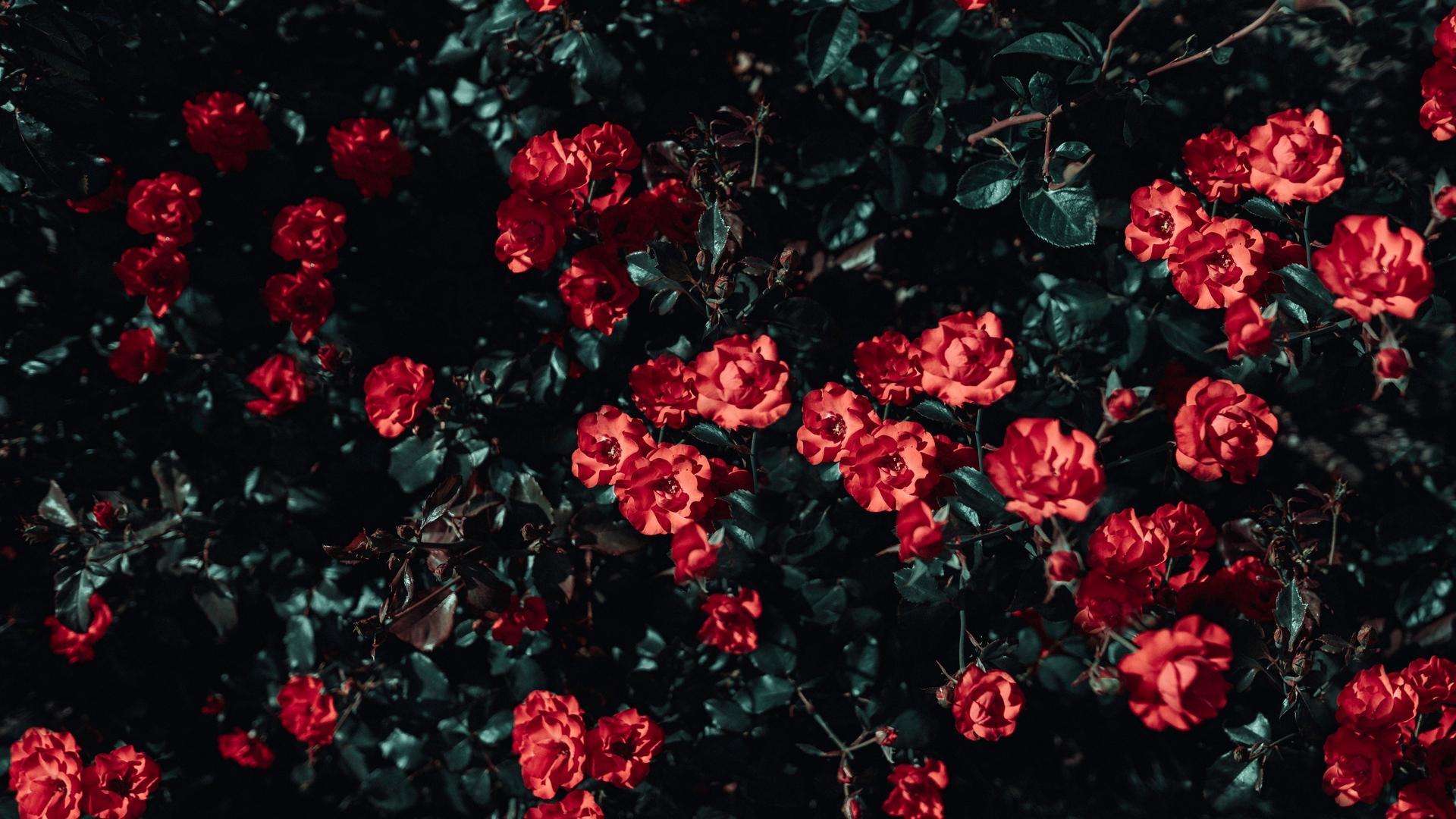 Fondo de pantalla de  1920x1080