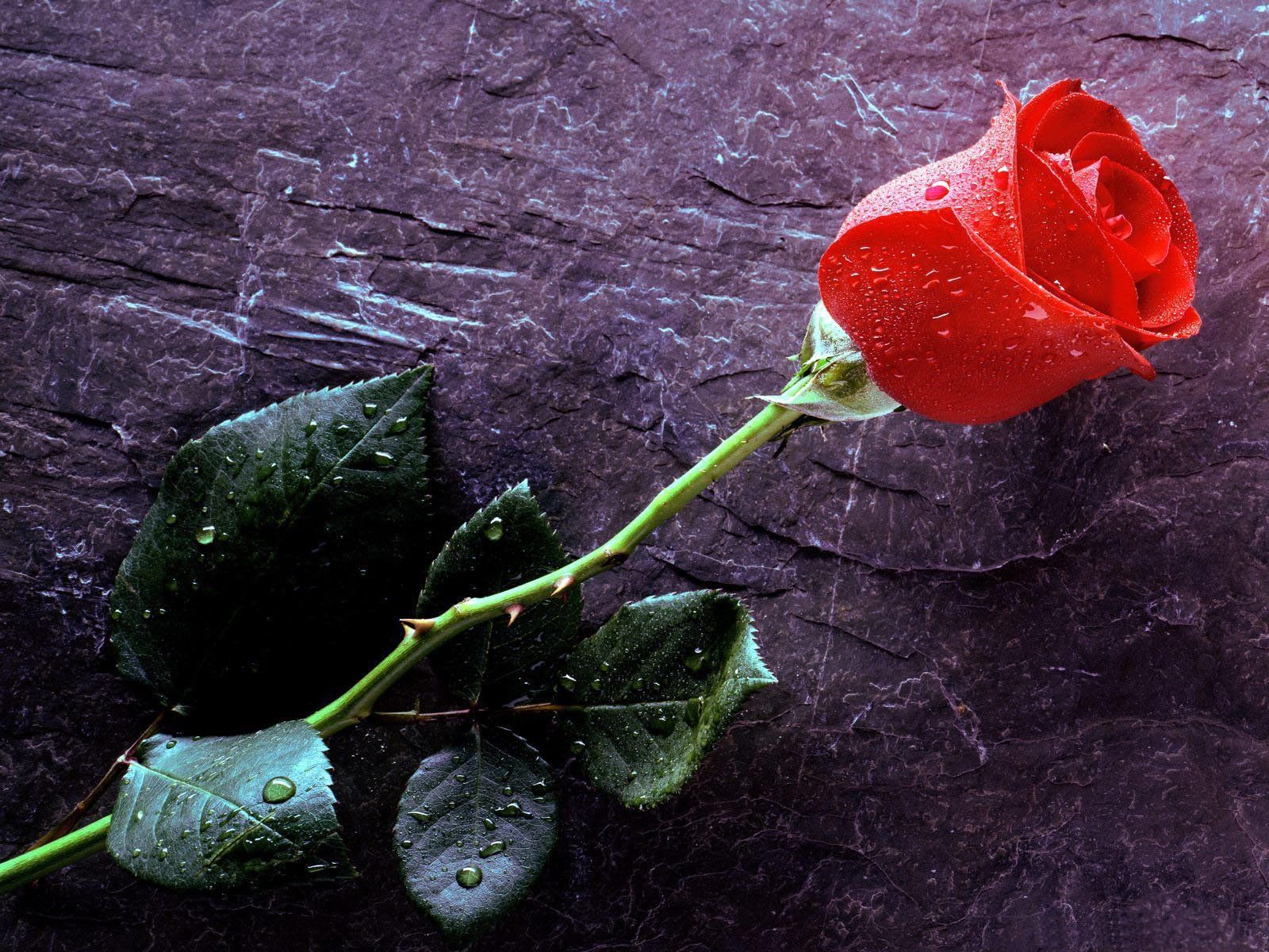 Fondo de pantalla de  1600x1200