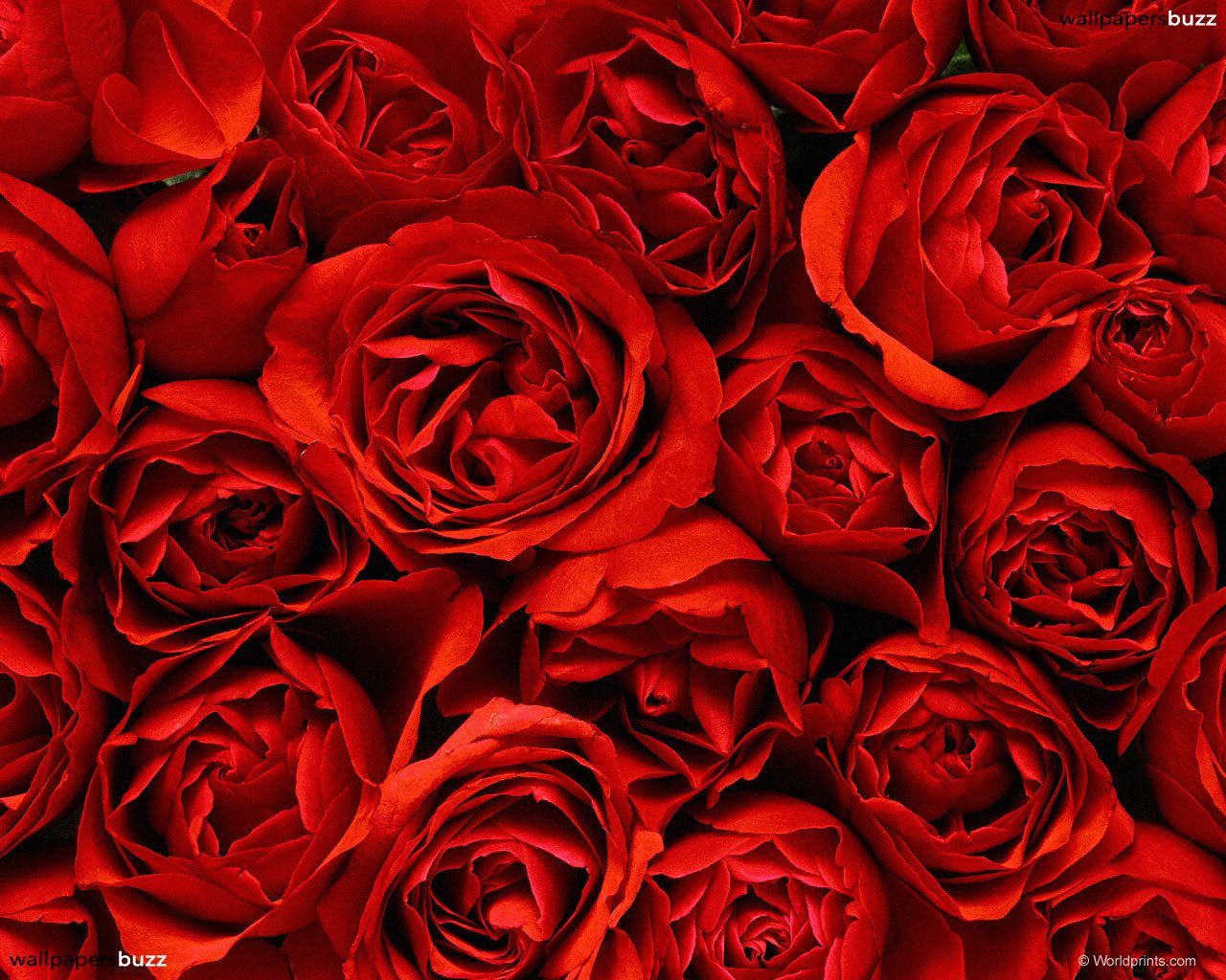 Fondo de pantalla de  1280x1024