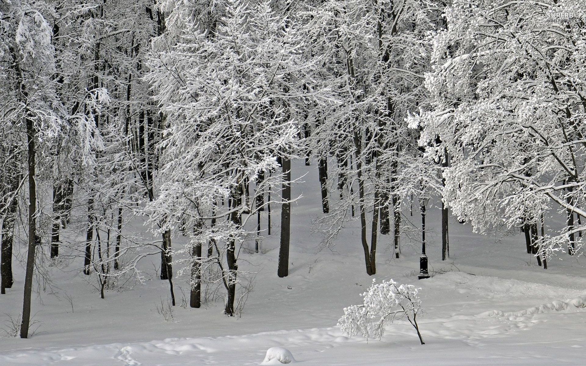 Fondo de pantalla de  1920x1200