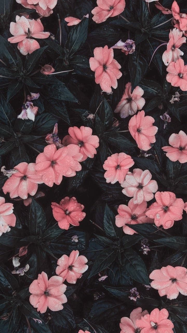Fondo de pantalla de  720x1280