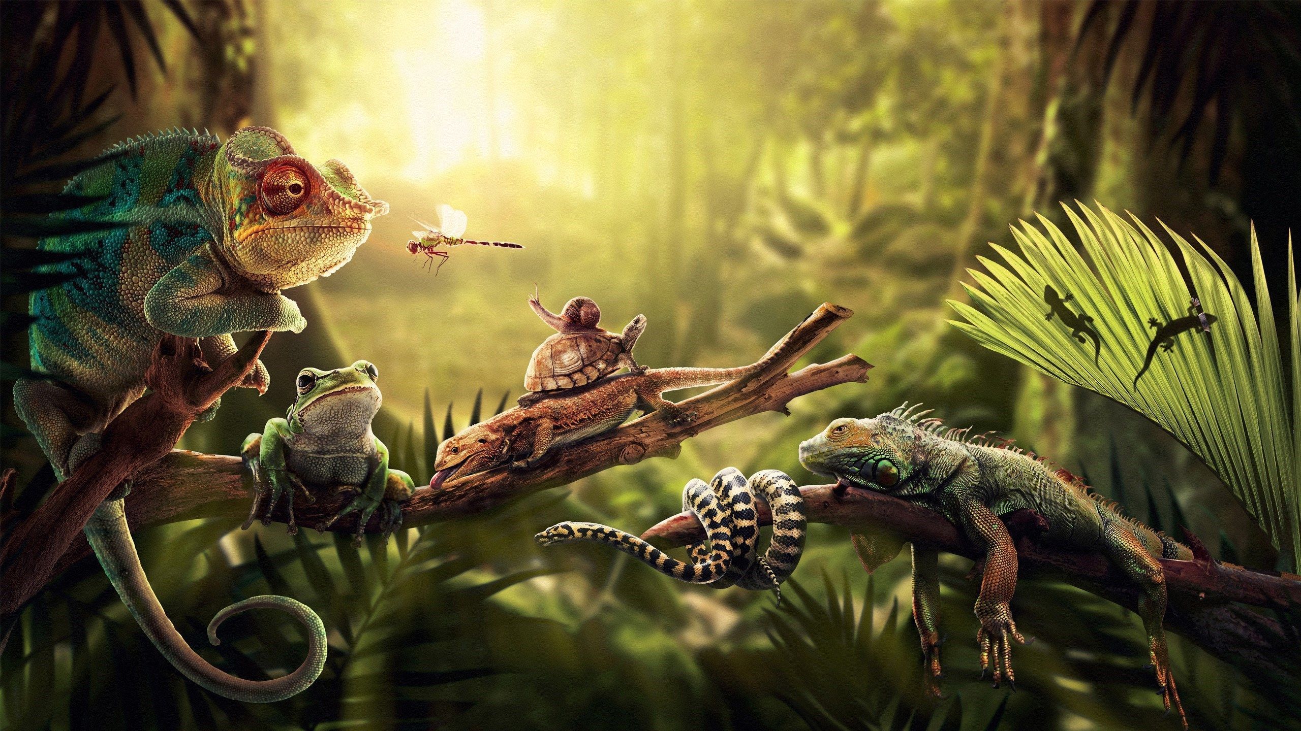 Fondo de pantalla de  2560x1440