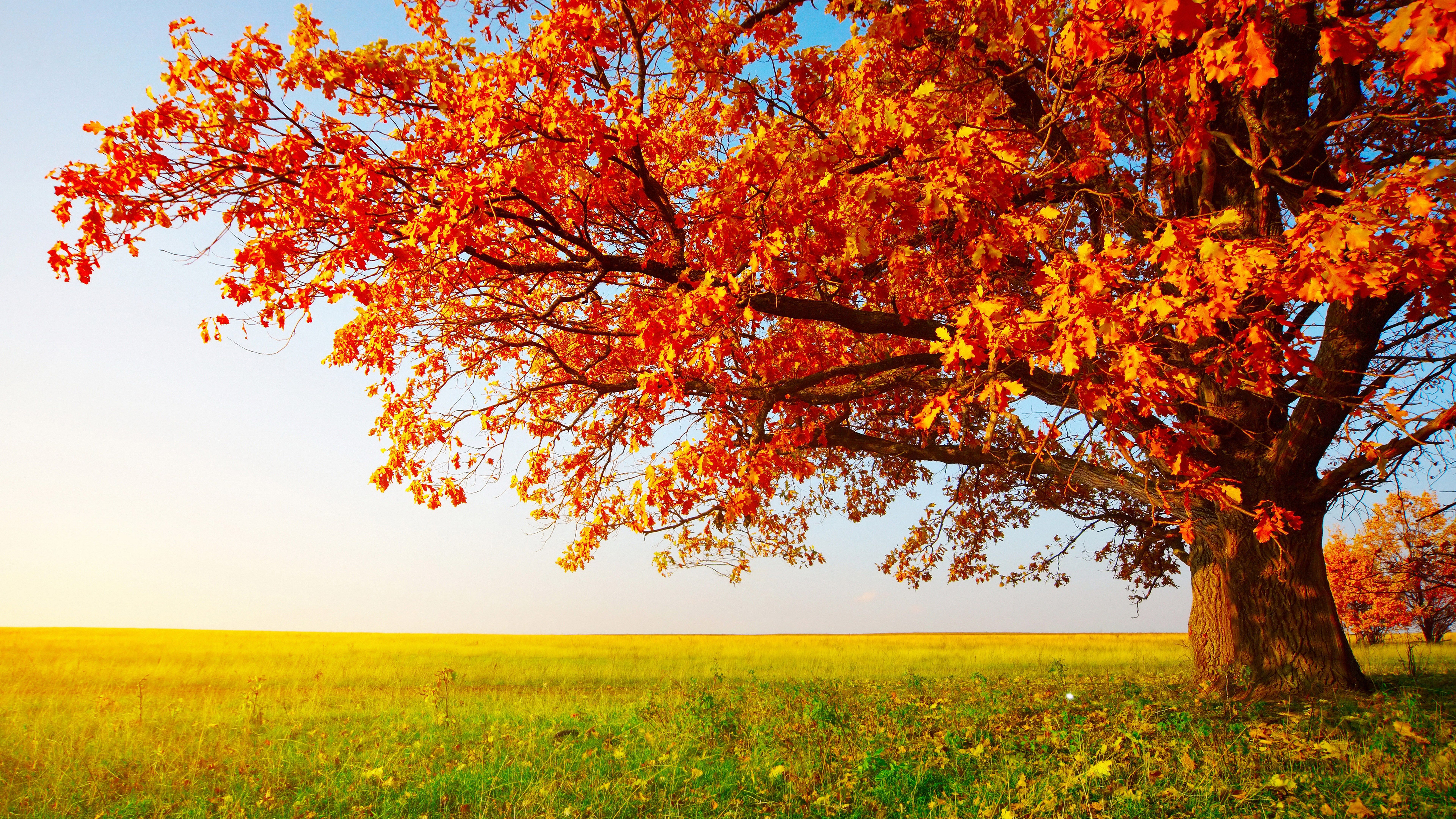 Fondo de pantalla de  7680x4320