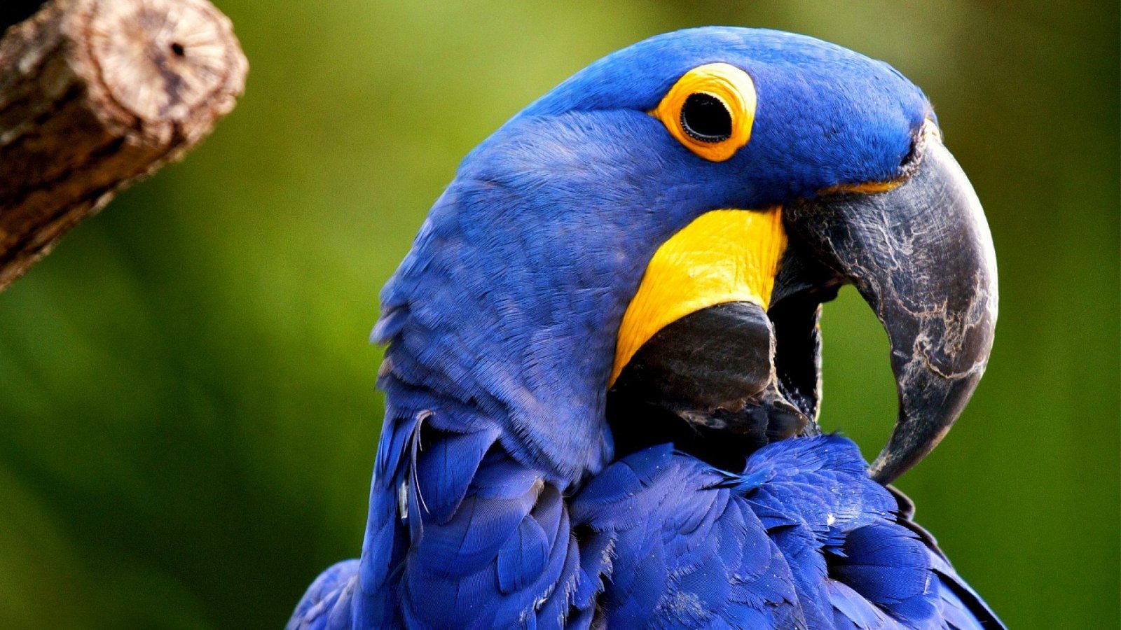 Fondo de pantalla de  1600x900