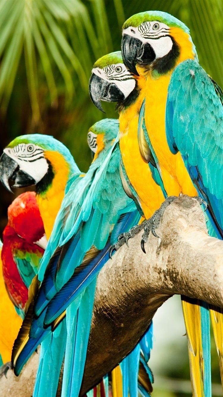 Fondo de pantalla de  750x1334