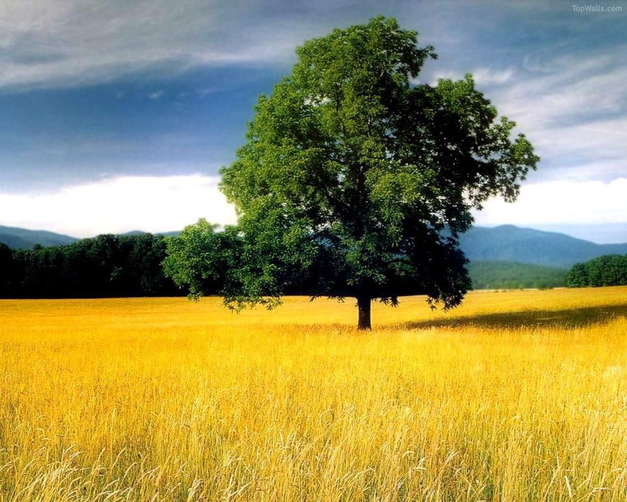 Fondo de pantalla de  1280x1024