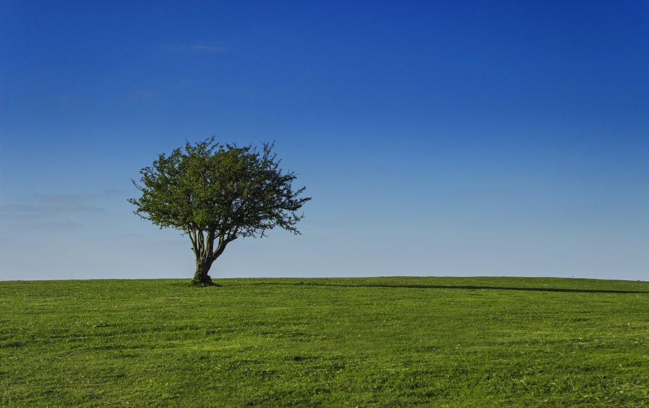 Fondo de pantalla de  1280x804