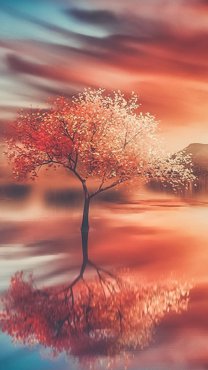 Fondo de pantalla de  720x1280