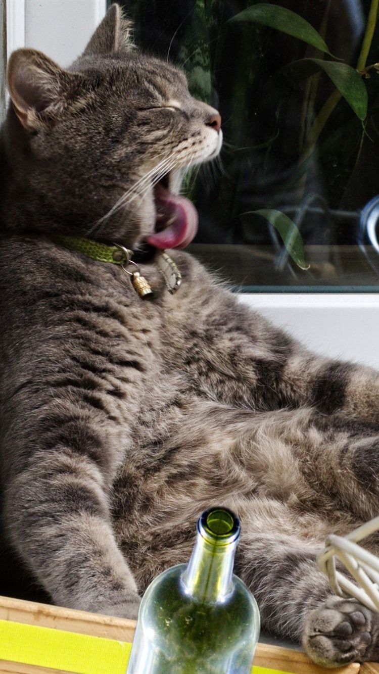 Fondo de pantalla de  750x1334