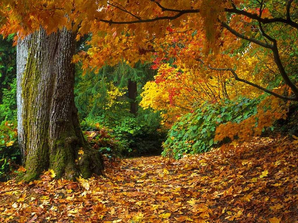 Fondo de pantalla de  1024x768