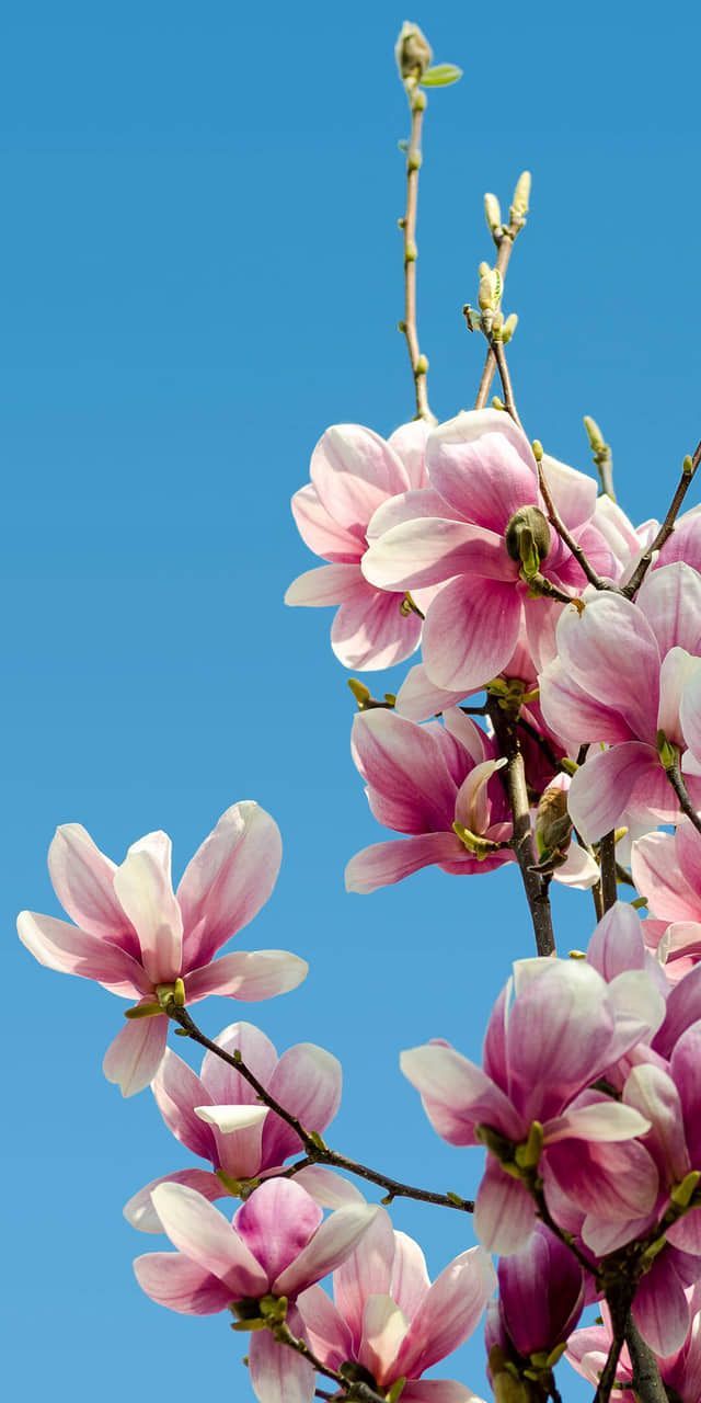 Fondo de pantalla de  640x1280