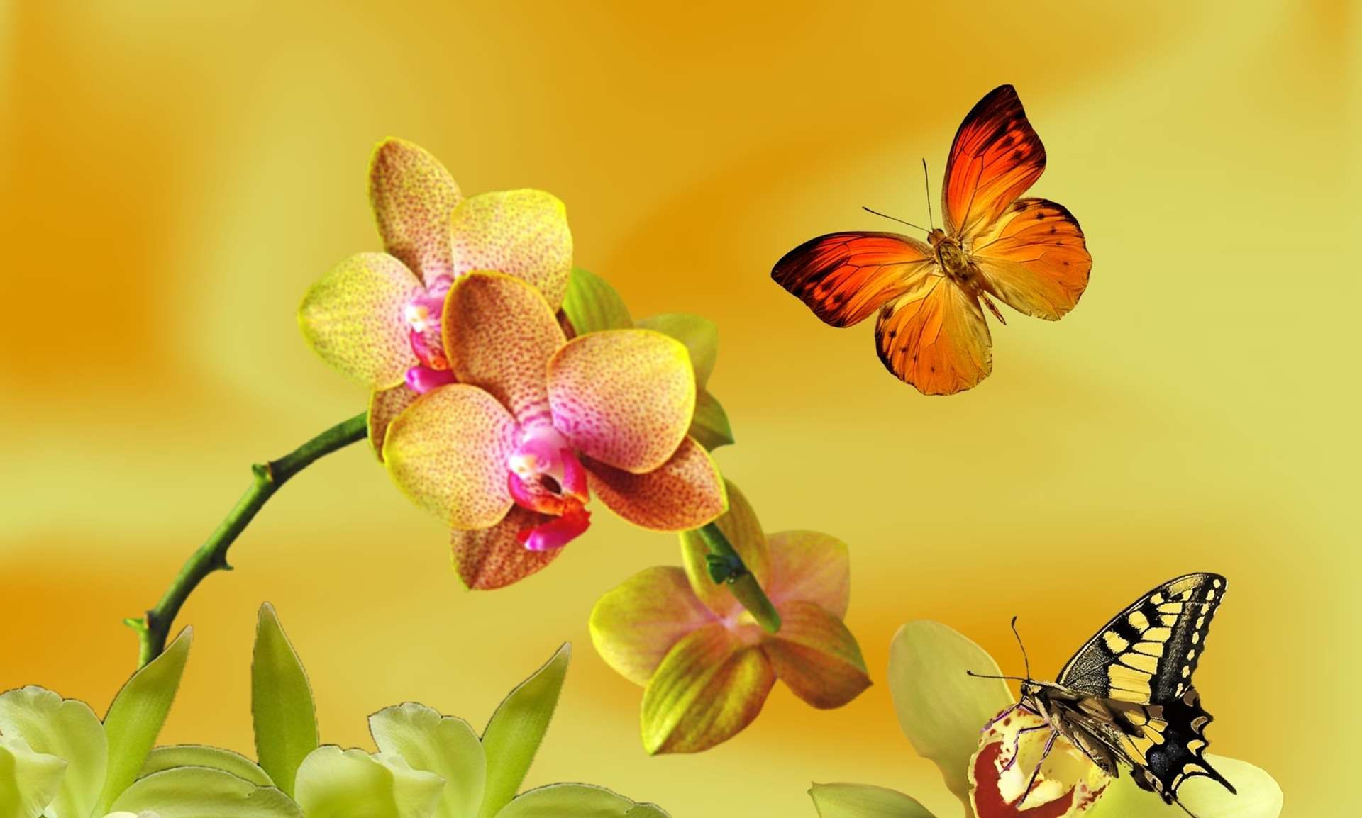 Fondo de pantalla de  1920x1154
