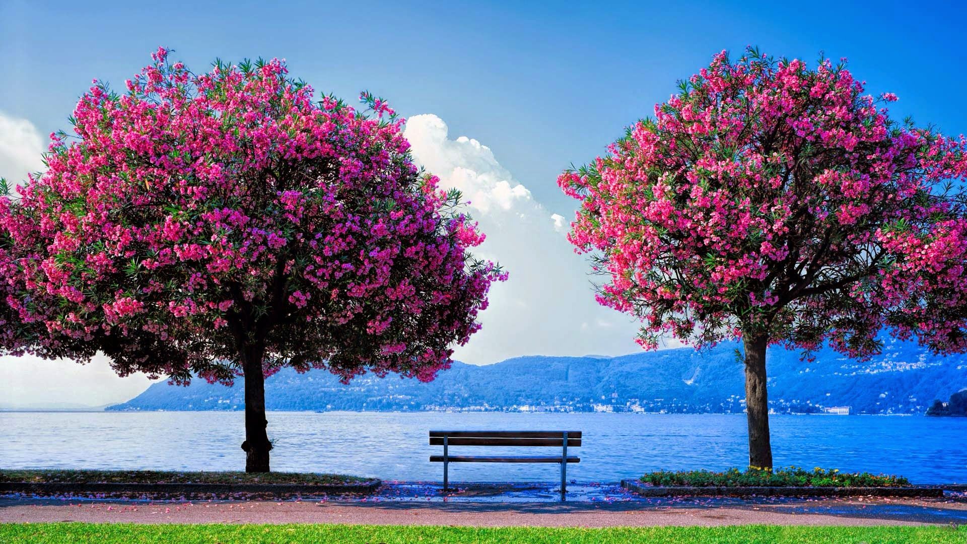Fondo de pantalla de  1920x1080